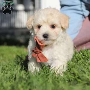 Elliot, Maltipoo Puppy